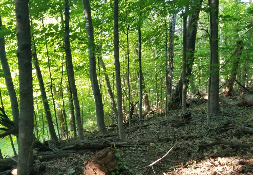 View of woods in Virginia. 