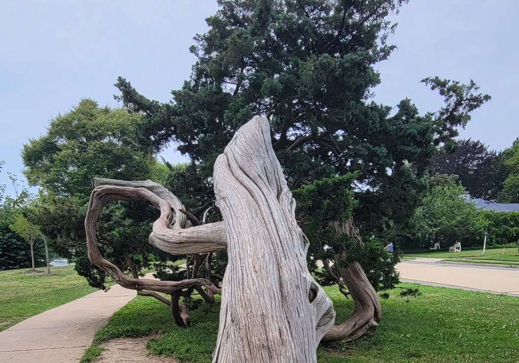 A view of a bent and gnarled three that has curved and twisted with time, yet is still alive with green branches spreading out from the ground. The photograph is taken from the perspective up the trunk.