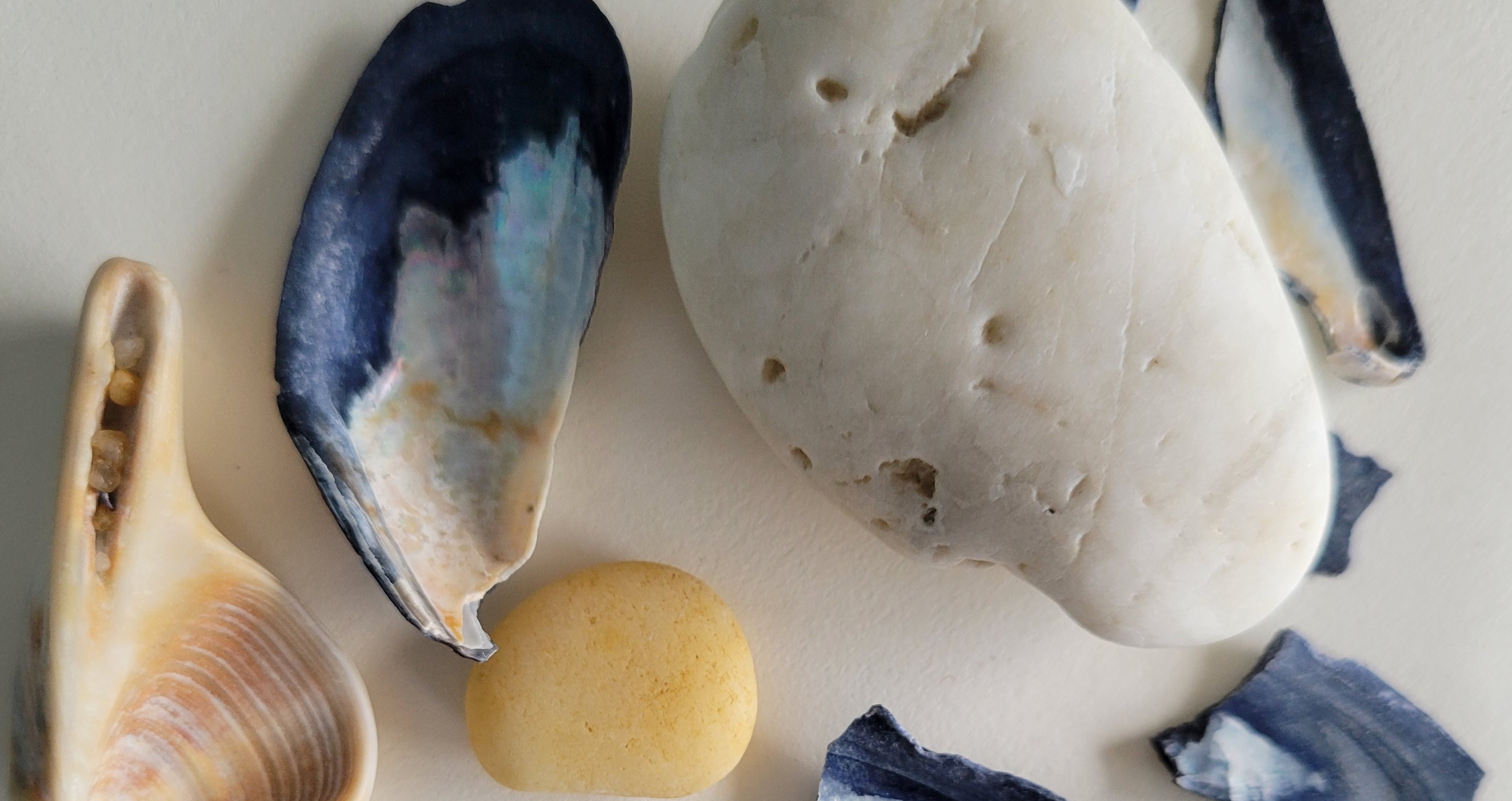 A collection of shells laid out on a white paper along with one white rock. The shells are white with ridges or white with blue edging, some broken pieces.