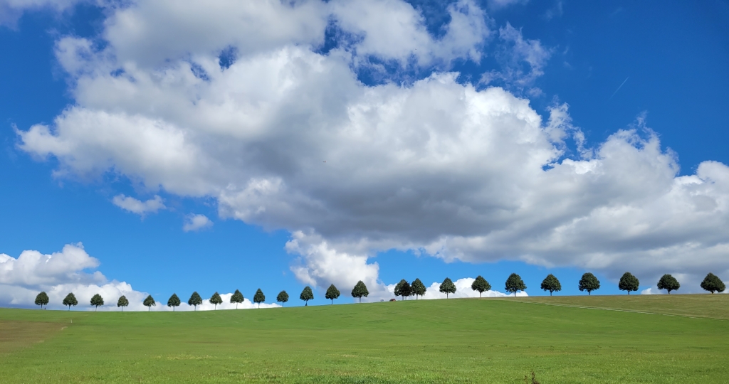 A row of threes lining the horizon with blue skies and a green lawn.