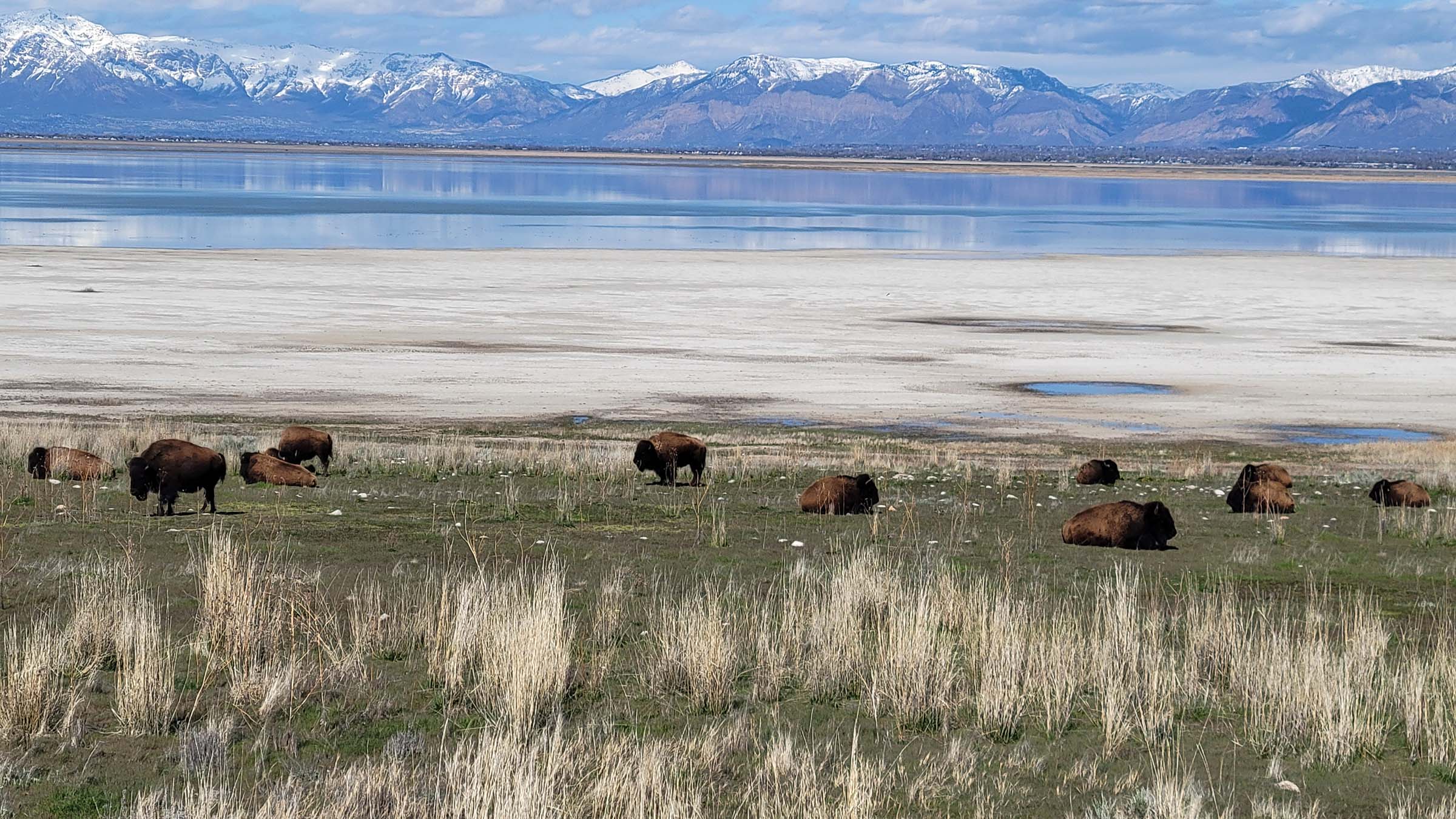 View of the mountains and buffalo on Antelope Island in Salt Lake City, Utah. Each viewshed is a different layer with the buffalo's in the foreground.