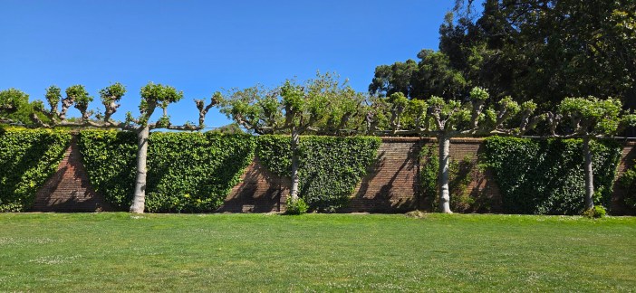 One of the garden walls at a historic house in California shows a balnce of trees and ivy growing along the brick wall creating a feeling of serenity.