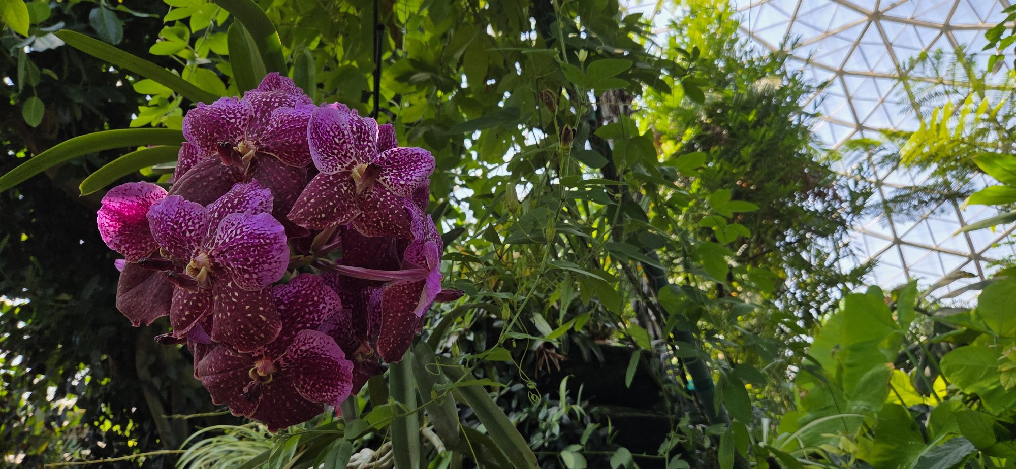A cluster of purple flowers against a vibrant green landscape inside a dome.