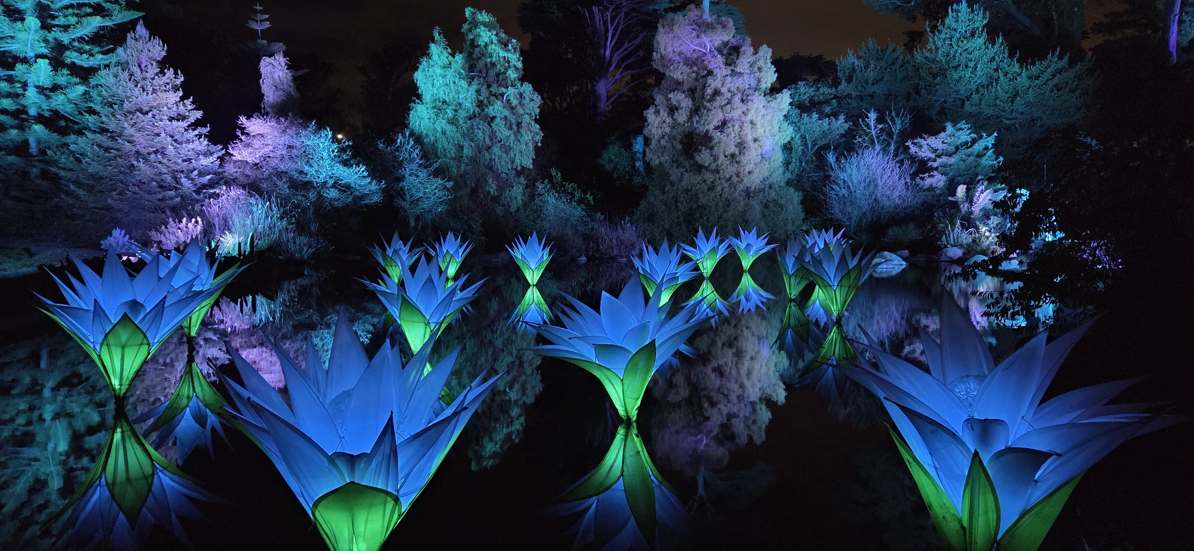 Some illuminated giant lotus flowers on a ond with vibrant blue lights.